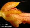 Bulbophyllum weberi  (04)